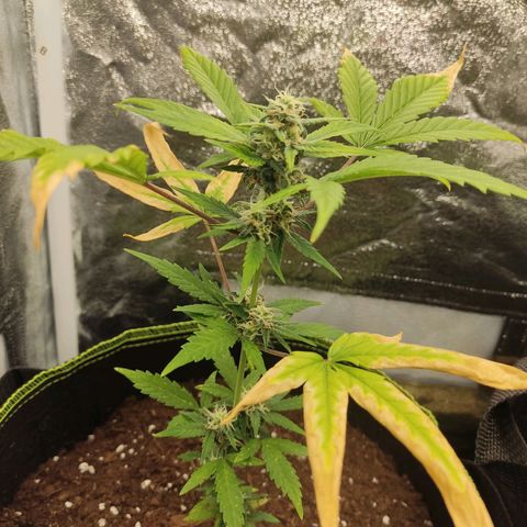 Auto White Widow growlog timeline photo