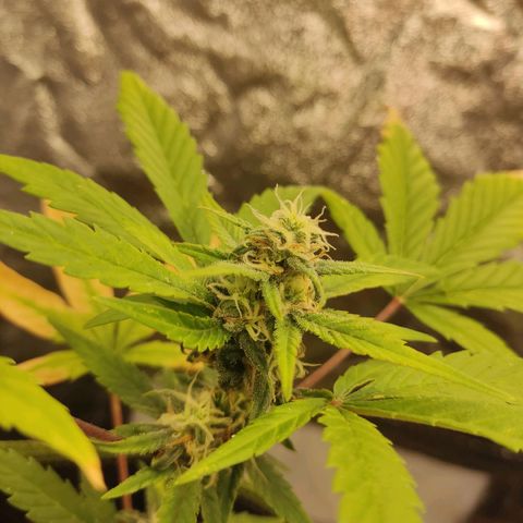 Auto White Widow growlog timeline photo