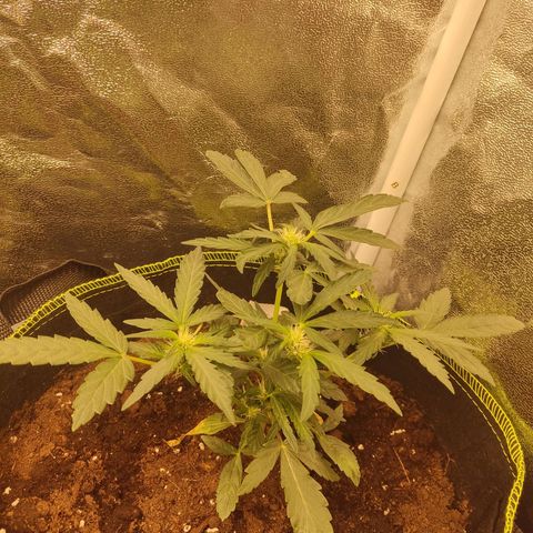 North Thunderfuck Auto growlog timeline photo