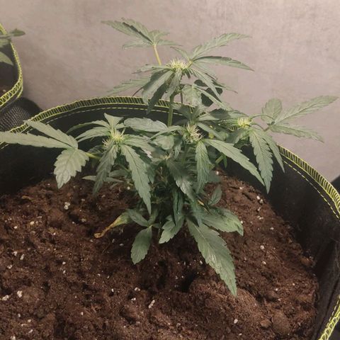 North Thunderfuck Auto growlog timeline photo