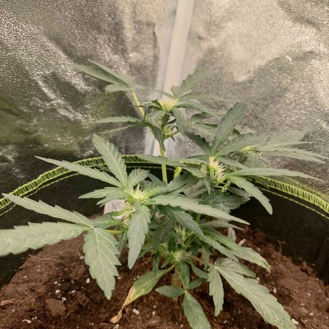 North Thunderfuck Auto growlog timeline photo