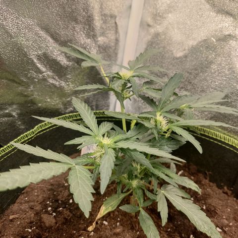North Thunderfuck Auto growlog timeline photo