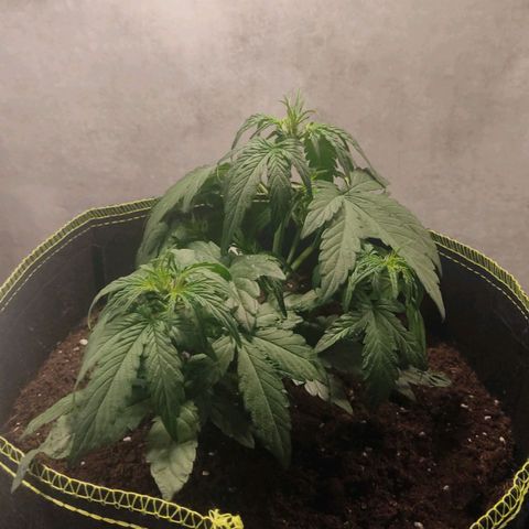 Watermelon Automatic growlog timeline photo