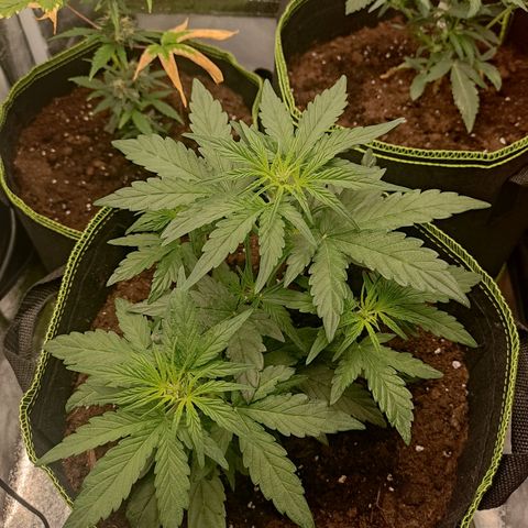 Watermelon Automatic growlog timeline photo