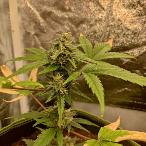 Auto White Widow growlog timeline photo