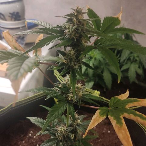 Auto White Widow growlog timeline photo
