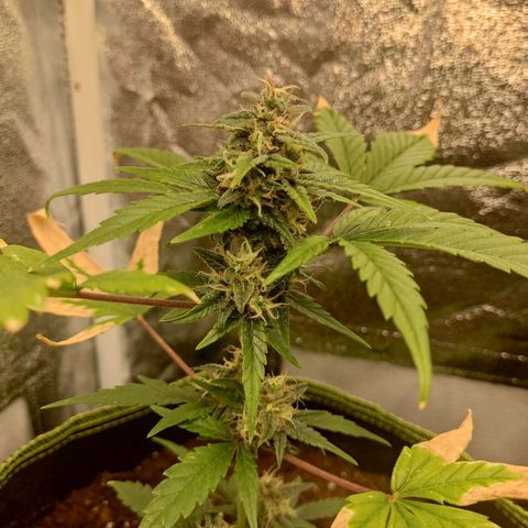 Auto White Widow growlog timeline photo