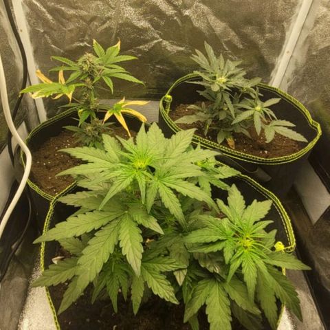 Watermelon Automatic growlog timeline photo