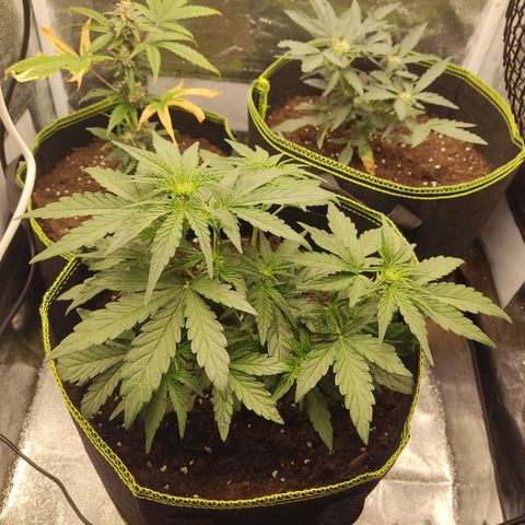 Watermelon Automatic growlog timeline photo
