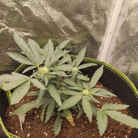 North Thunderfuck Auto growlog timeline photo