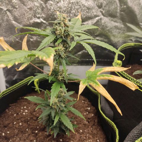 Auto White Widow growlog timeline photo