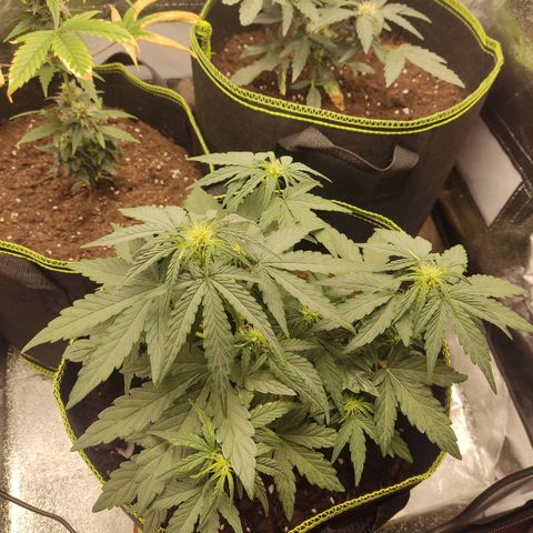 Watermelon Automatic growlog timeline photo