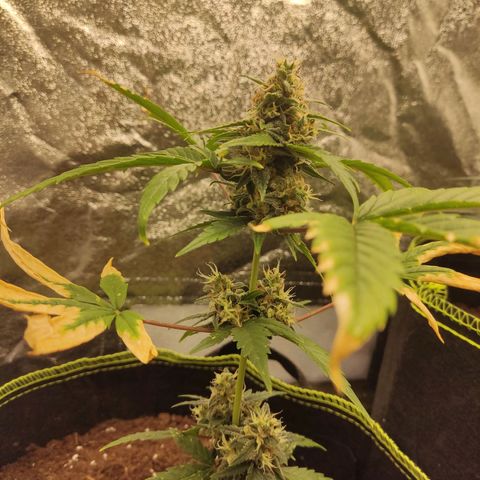 Auto White Widow growlog timeline photo