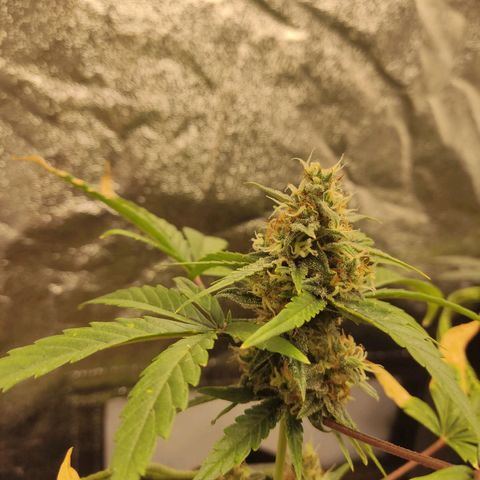 Auto White Widow growlog timeline photo