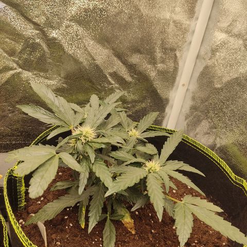 North Thunderfuck Auto growlog timeline photo