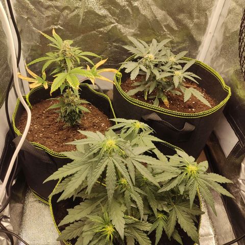 Watermelon Automatic growlog timeline photo