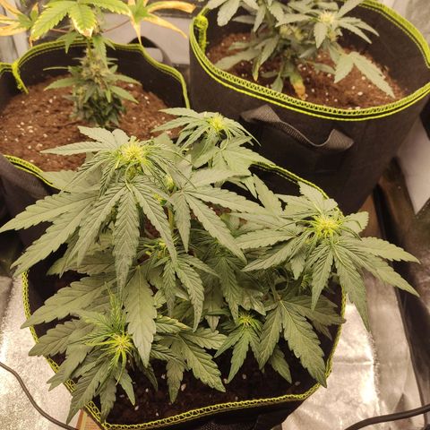 Watermelon Automatic growlog timeline photo