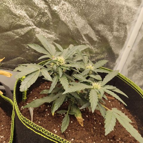 North Thunderfuck Auto growlog timeline photo