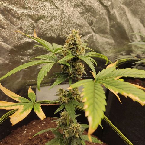 Auto White Widow growlog timeline photo