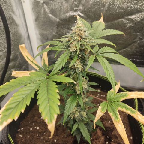 Auto White Widow growlog timeline photo