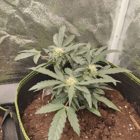 North Thunderfuck Auto growlog timeline photo