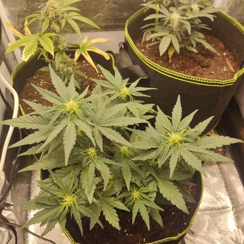 Watermelon Automatic growlog timeline photo