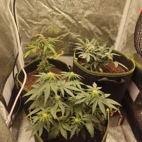 Watermelon Automatic growlog timeline photo