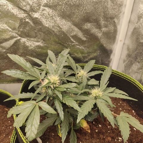 North Thunderfuck Auto growlog timeline photo