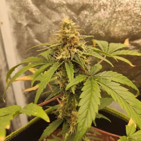 Auto White Widow growlog timeline photo