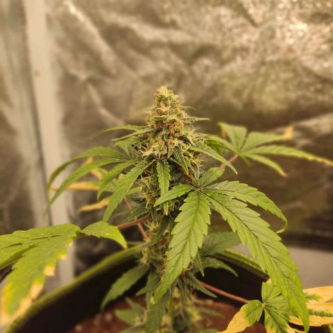 Auto White Widow growlog timeline photo