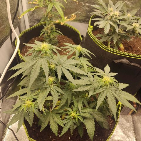 Watermelon Automatic growlog timeline photo