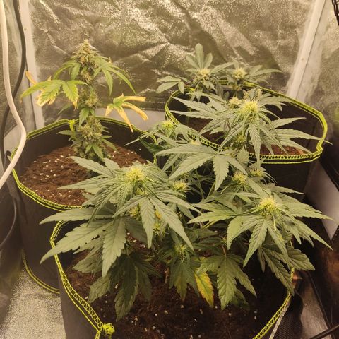 Watermelon Automatic growlog timeline photo