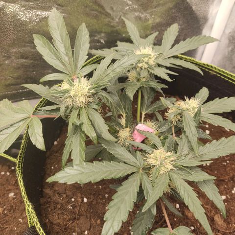 North Thunderfuck Auto growlog timeline photo