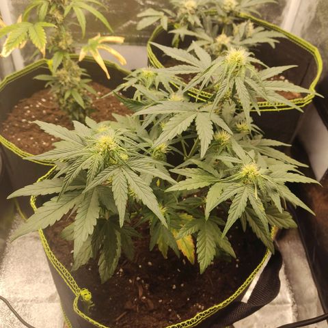 Watermelon Automatic growlog timeline photo