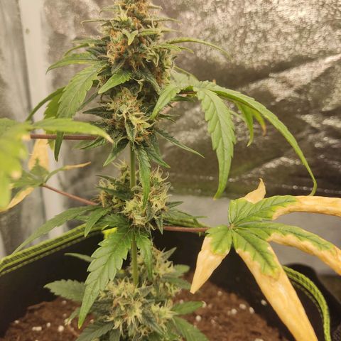 Auto White Widow growlog timeline photo