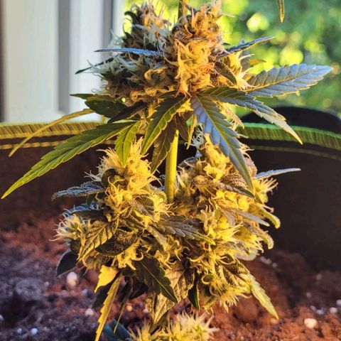 Auto White Widow growlog timeline photo