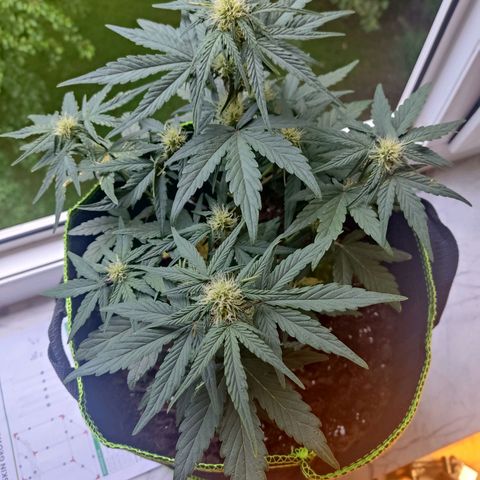 Watermelon Automatic growlog timeline photo