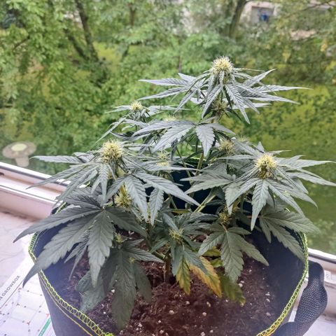 Watermelon Automatic growlog timeline photo