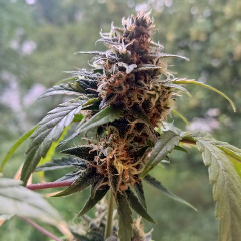 Auto White Widow growlog timeline photo