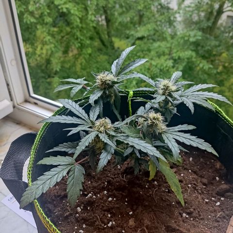 North Thunderfuck Auto growlog timeline photo