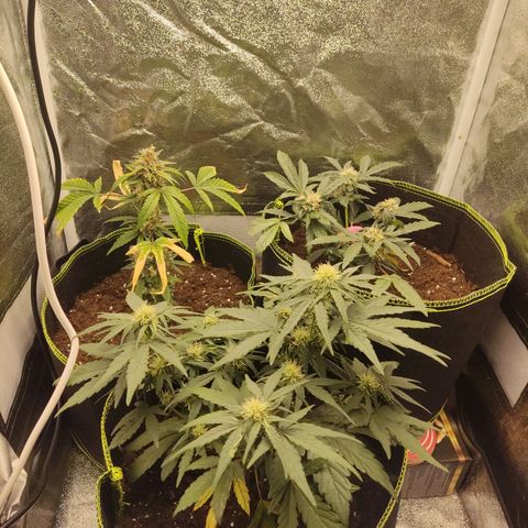 Watermelon Automatic growlog timeline photo