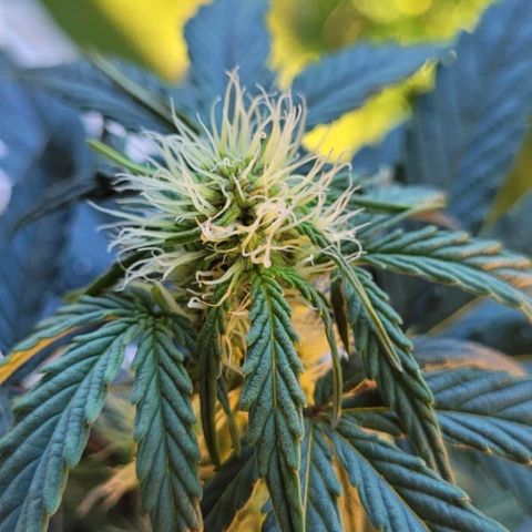 Watermelon Automatic growlog timeline photo