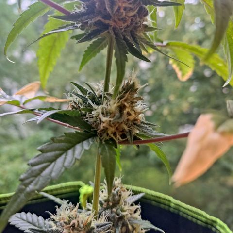 Auto White Widow growlog timeline photo