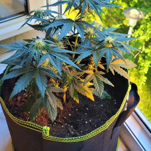 Watermelon Automatic growlog timeline photo