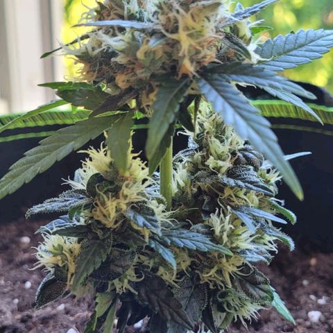Auto White Widow growlog timeline photo