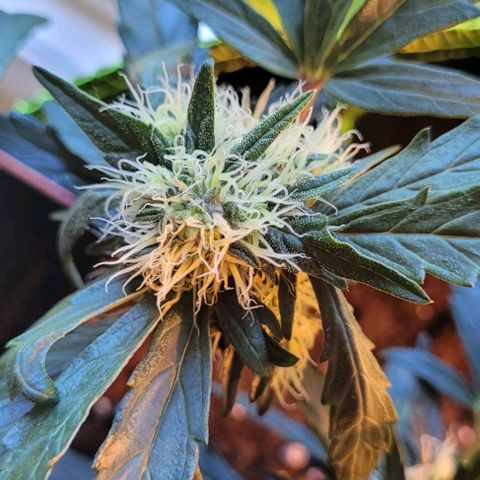 North Thunderfuck Auto growlog timeline photo