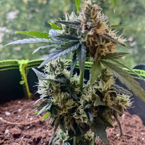 Auto White Widow growlog timeline photo