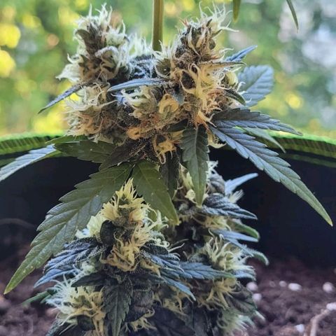 Auto White Widow growlog timeline photo