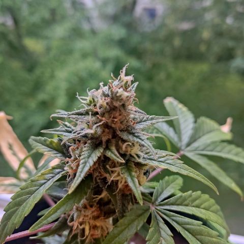 Auto White Widow growlog timeline photo