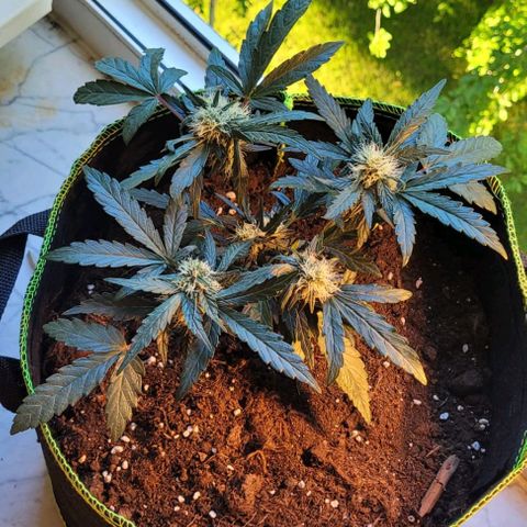 North Thunderfuck Auto growlog timeline photo